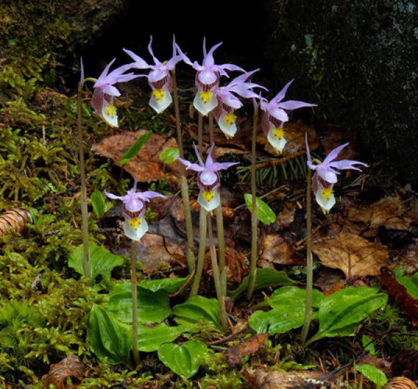 Lovely spoon lip orchid.