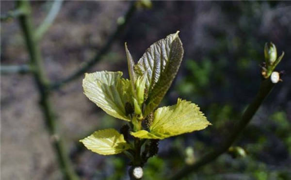 Mulberry Bud