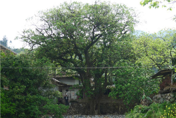 Double Sun Wood Panorama