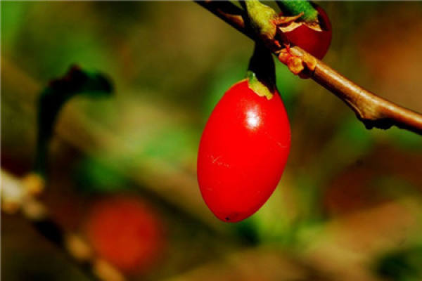 wolfberry fruit wolfberry fruit