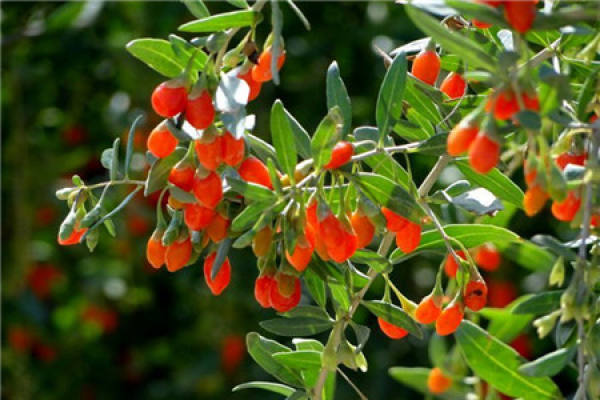 Lycium barbarum Lycium barbarum