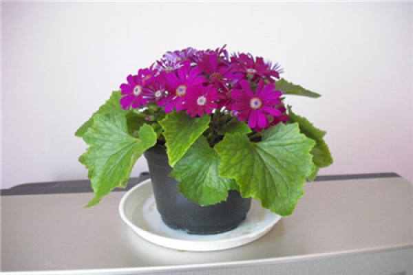 Cineraria potted