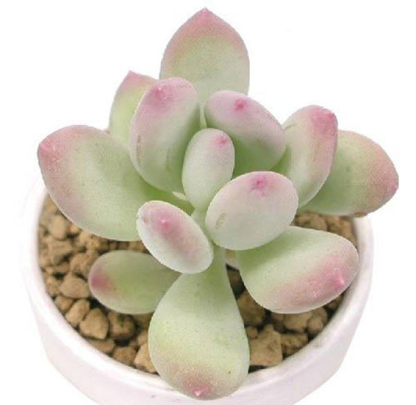 Peach Beauty Plant