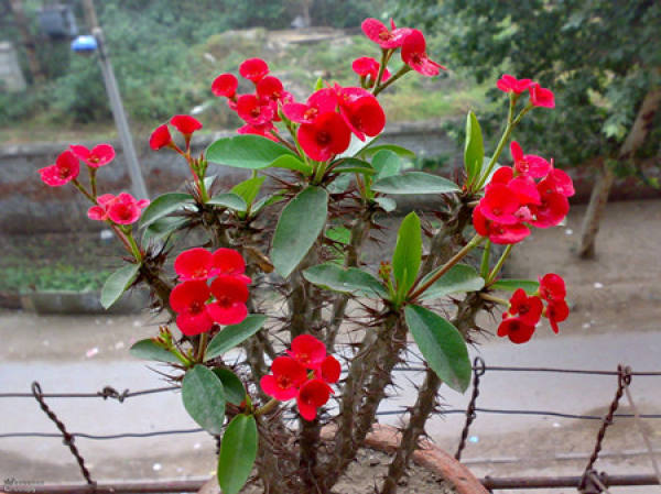 Damnacanthus plant