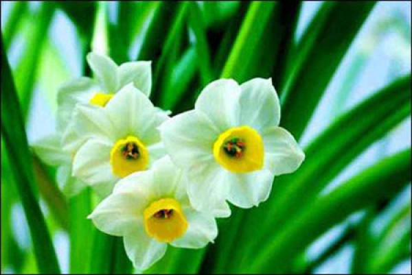 The flowers of Narcissus