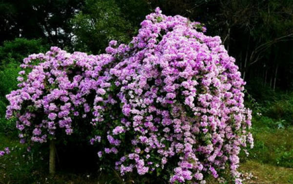 Garlic vine plant