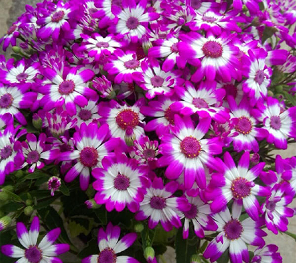 Beautiful cineraria