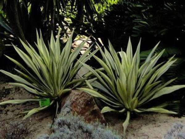 Rohdea japonica