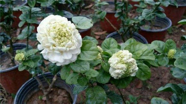 Common jasmine with tiger head