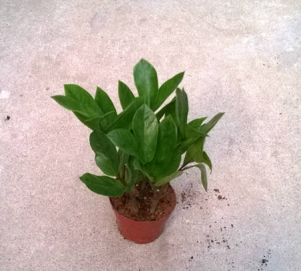 Potted money tree