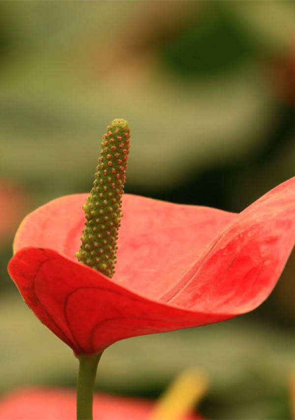 Anthurium bloom