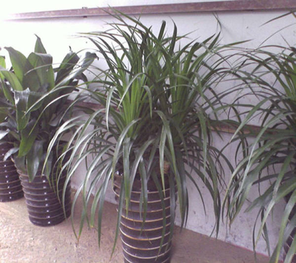 Longxuelan plant