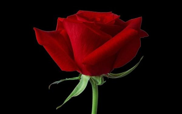 red rose