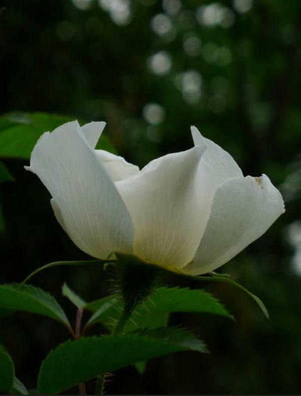 beautiful bough rose