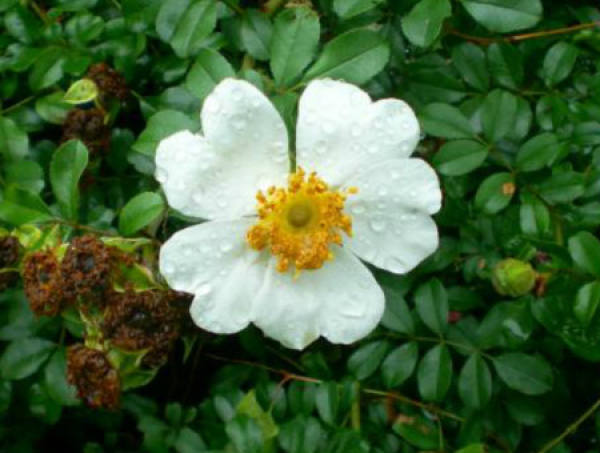 Beautiful bract roses.