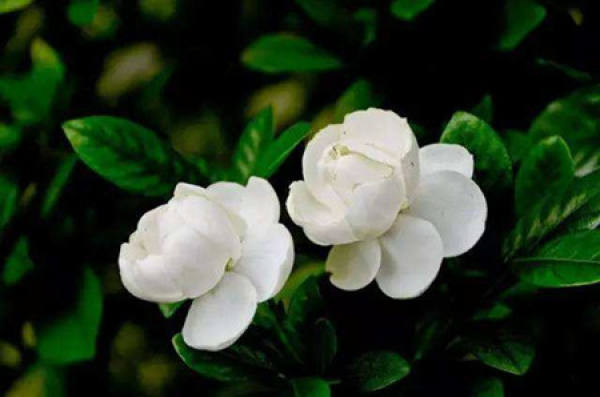 Jasmine