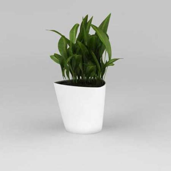 Potted pleione