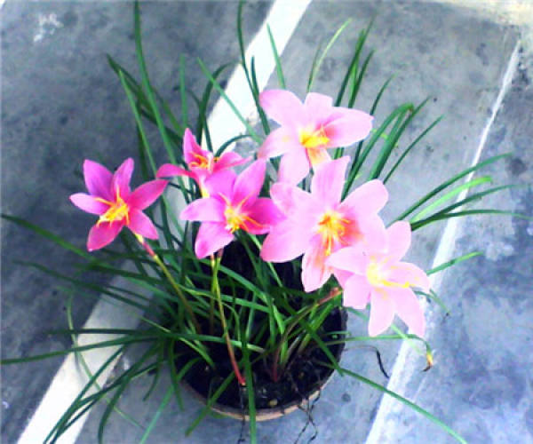 Pteroceltis potted