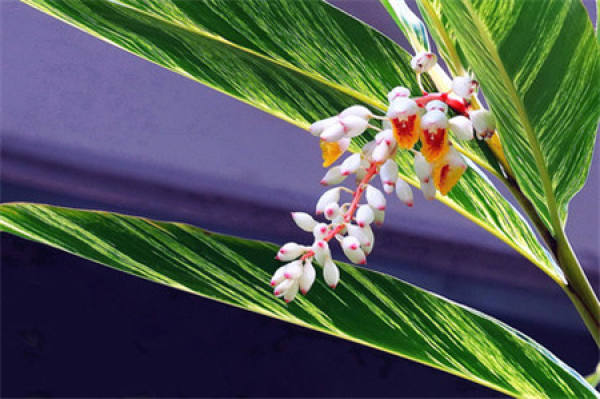 Potted Alpinia zerumbet
