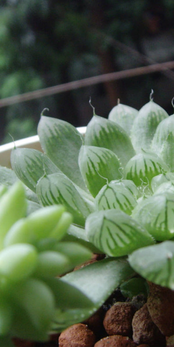 Lovely and fleshy.