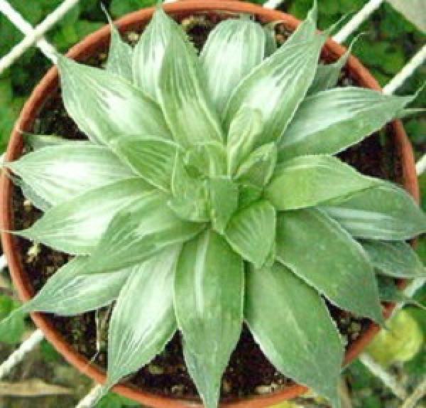 Potted Jing Zhi Hua Jin