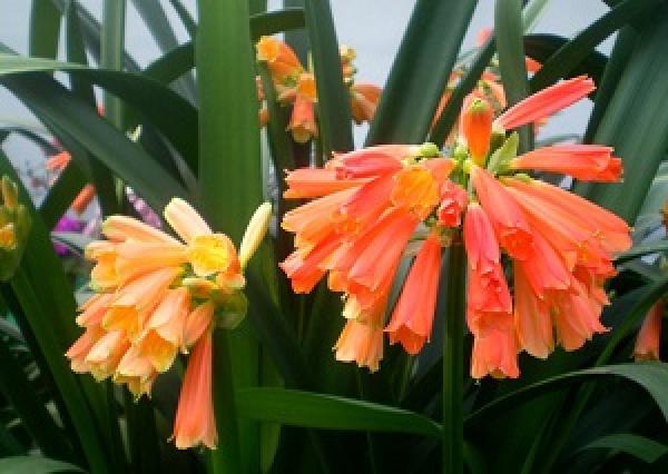 Super beautiful smiling kaffir Lily