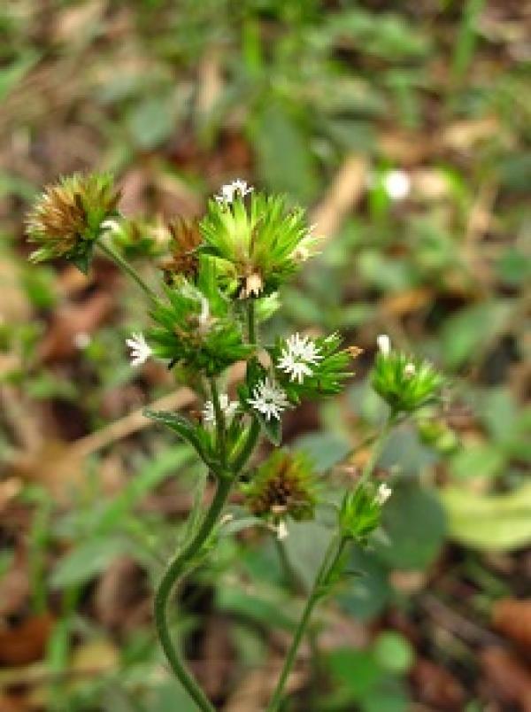 Elephantopus scaber plant