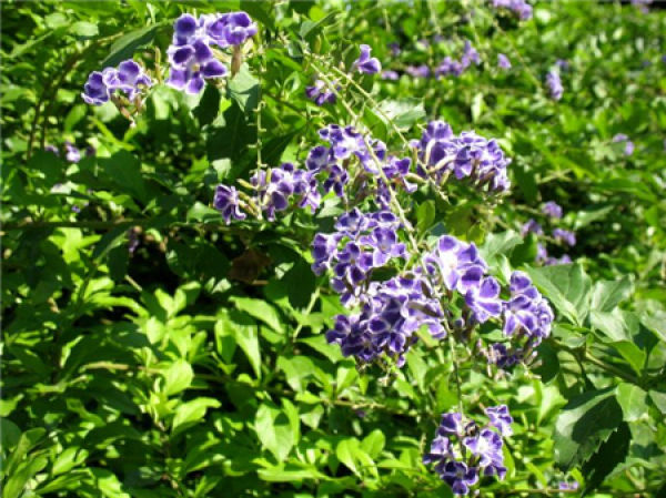 False forsythia
