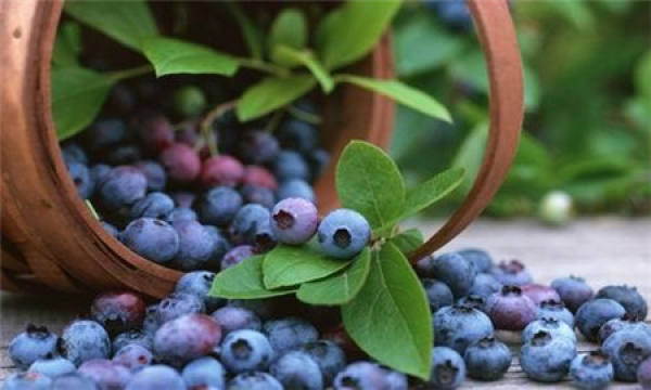 Blueberry