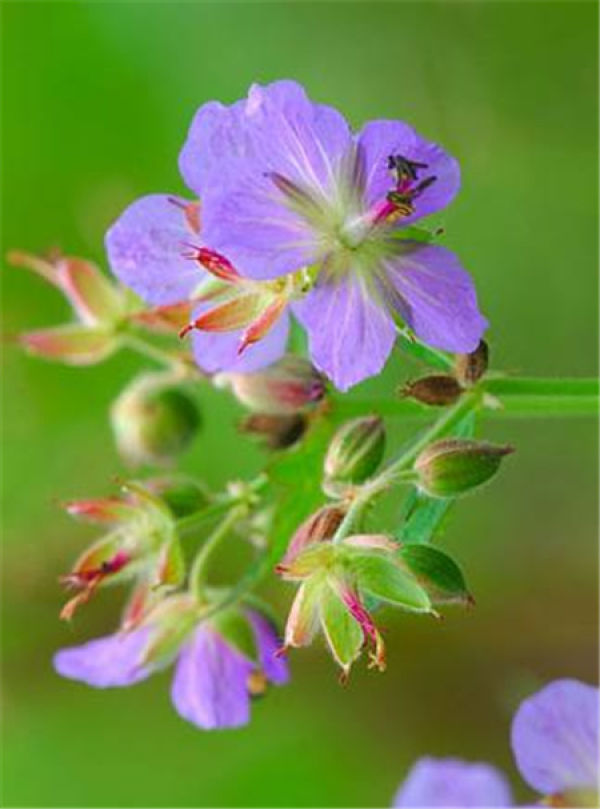Geranium pink