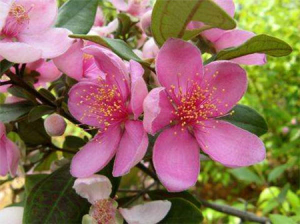 Myrtle