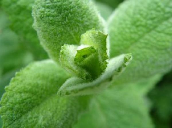 Catnip