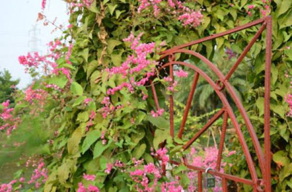 beautiful coral rattan