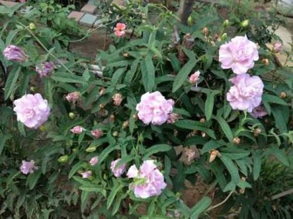 Peony with twisted branches