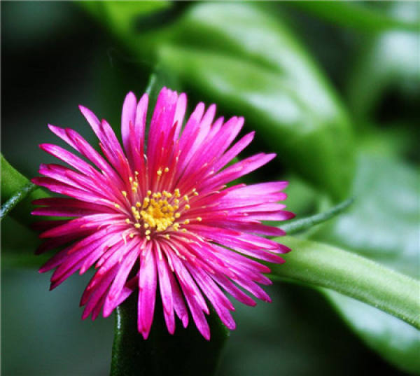 beautiful peony and Chlorophytum