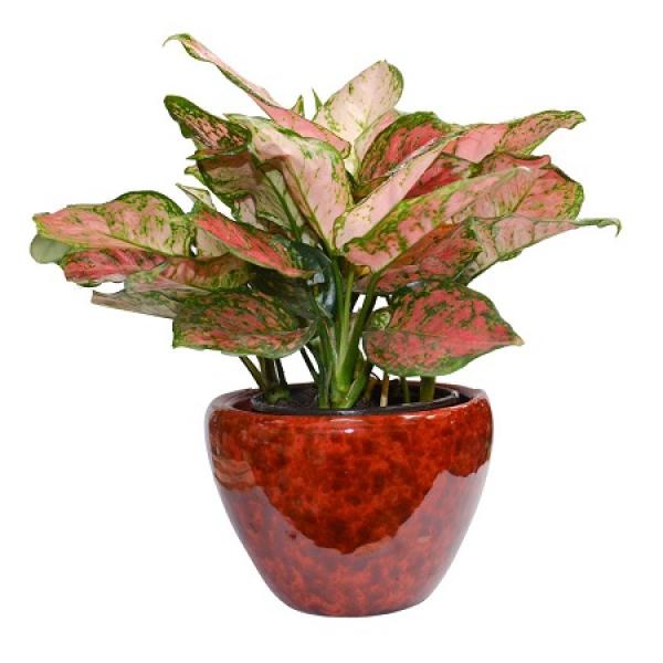 Potted Ruyi Queen