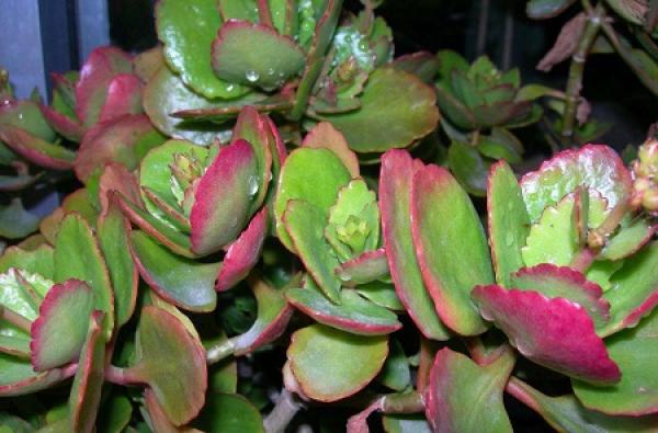 longevity flower leaf