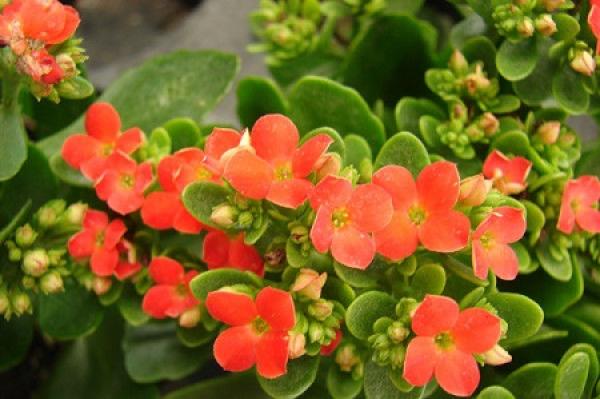 longevity flower leaf