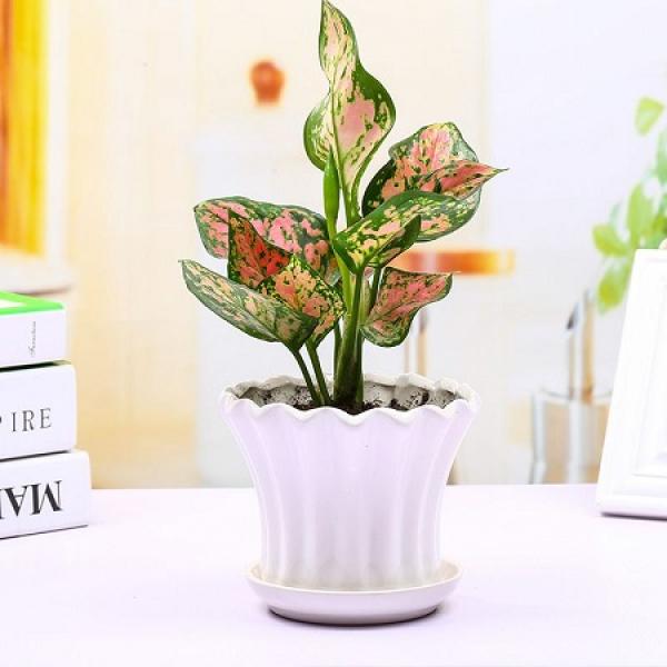 How does queen Ruyi breed The Plant Aide