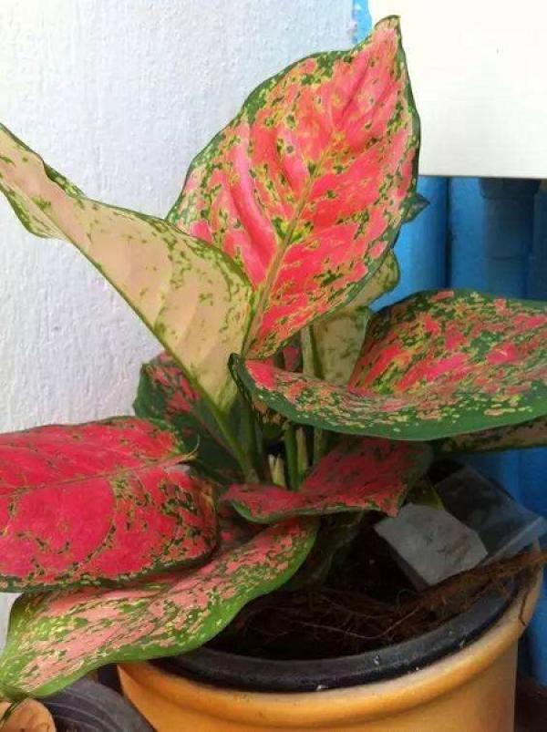 Good-looking Queen Ruyi.