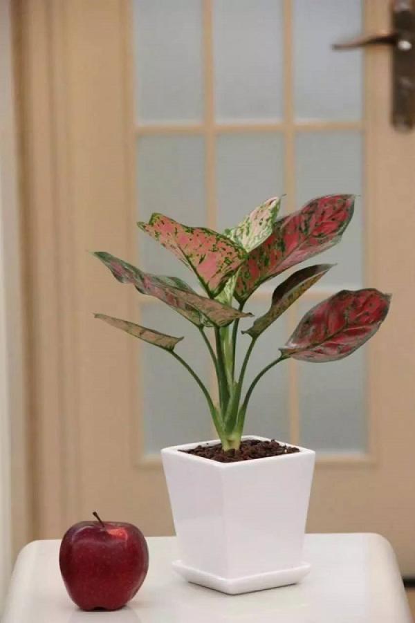 How does queen Ruyi breed The Plant Aide