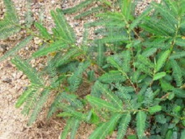 Green bean tea cassia