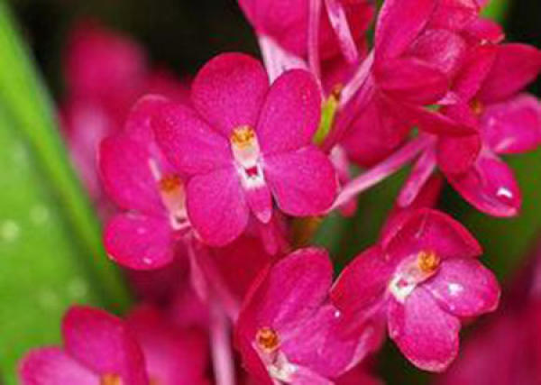 The flower of the bird's tongue orchid