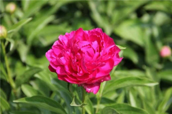 Splendid Peony