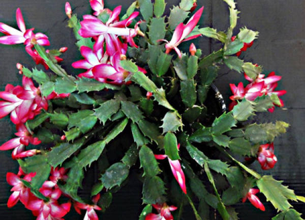 A good-looking crab cactus plant