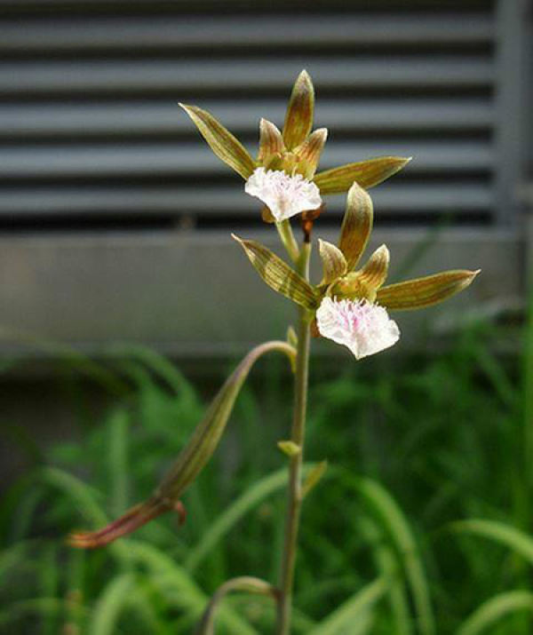 Eulophia corymbosa