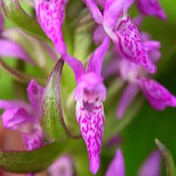 Orchis latifolia