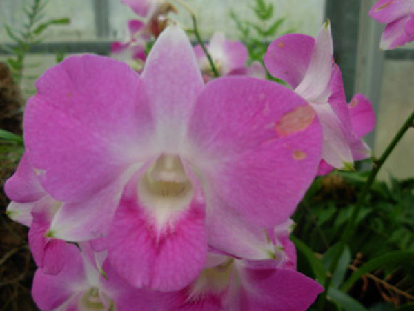 Butterfly Orchid