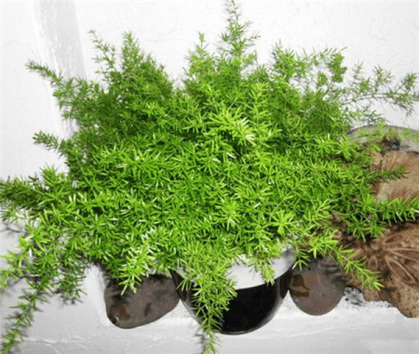 Asparagus potted