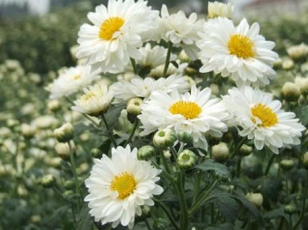 Hangzhou White Chrysanthemum